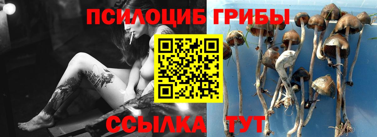 Псилоцибиновые грибы Psilocybine cubensis Апрелевка